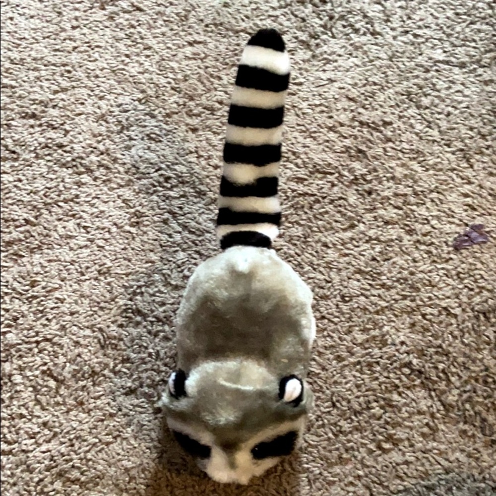 Electric Raccoon - Picture 2 of 3